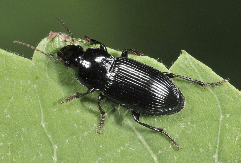 Carabus da id.: Pseudoophonus calceatus o Cryptophonus tenebrosus?